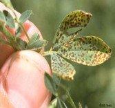 Common leaf spot.jpg